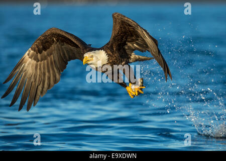 Reifen Weißkopfseeadler Angeln in Alaska Stockfoto