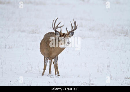 Trophäe Dreibinden Buck in Wyoming an einem verschneiten Tag Stockfoto