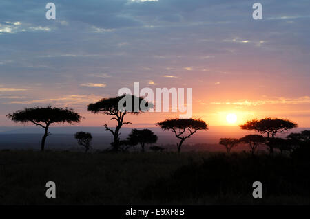 Sonnenaufgang über dem Masai Mara, Kenia Stockfoto