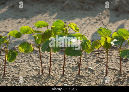 Bill, Ag, Landwirtschaft, landwirtschaftliche, Getreide, Getreide Stockfoto