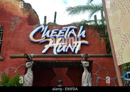 Der Cheetah Jagd Reiten in Busch Gardens in Tampa, Florida, USA Stockfoto