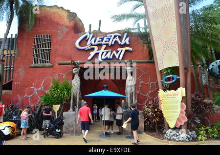 Der Cheetah Jagd Reiten in Busch Gardens in Tampa, Florida, USA Stockfoto