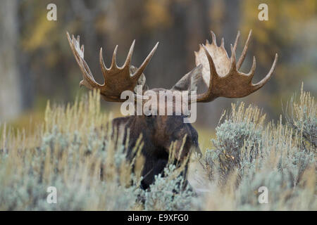 Von shira Bull Moose im Herbst rut in Wyoming Stockfoto