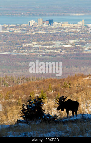 Alaskan Bull Moose silhouette, mit der Stadt Anchorage in der Ferne Stockfoto