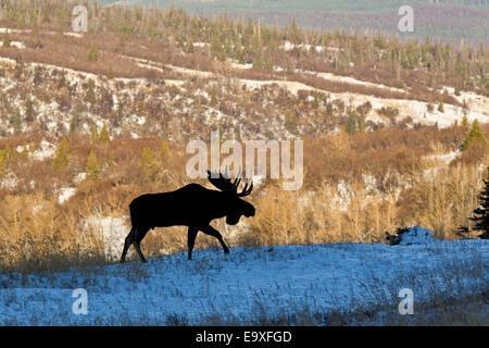 Alaskan Stier Elch Stockfoto