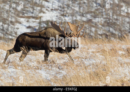 Alaska-BullenElche, die über verschneiten Boden laufen Stockfoto