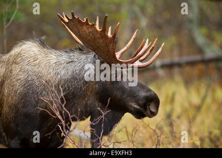 Alaskan Bull Moose im Herbst Stockfoto