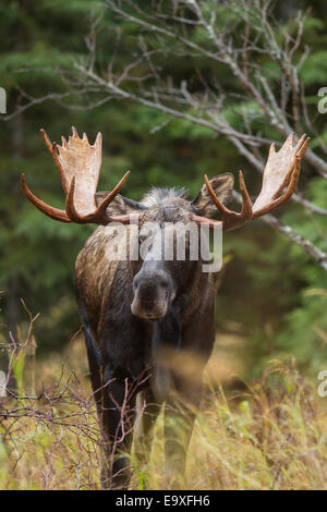 Alaskan Bull Moose im Herbst Stockfoto