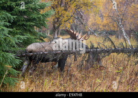 Alaskan Bull Moose im Herbst Stockfoto