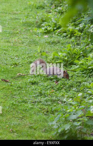 Graue Eichhörnchen (Scurius Carolinensis). Auf Boden, etwa um Nahrung in Form von Eicheln und Mast als Winter-Cache zu begraben. Oktober. Stockfoto