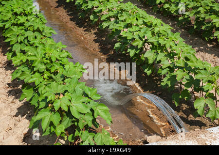 Bill, Ag, Landwirtschaft, landwirtschaftliche, Getreide, Getreide Stockfoto