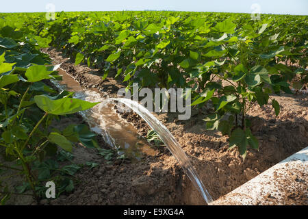 Bill, Ag, Landwirtschaft, landwirtschaftliche, Getreide, Getreide Stockfoto