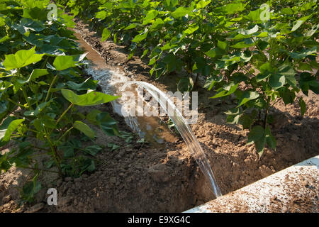 Bill, Ag, Landwirtschaft, landwirtschaftliche, Getreide, Getreide Stockfoto