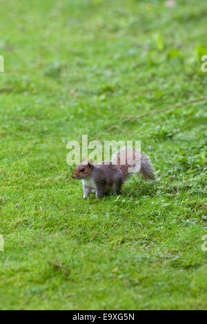 Graue Eichhörnchen (Scurius Carolinensis). Auf Boden unter gefallen Herbstlaub, auf der Suche nach Nahrung in Form von Eicheln und Mast. Stockfoto