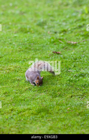 Graue Eichhörnchen (Scurius Carolinensis). Auf Boden, etwa um Nahrung in Form von Eicheln und Mast als Winter-Cache zu begraben. Oktober. Stockfoto