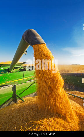 Dave, Reede, Ag, Landwirtschaft, landwirtschaftliche, kombinieren Stockfoto