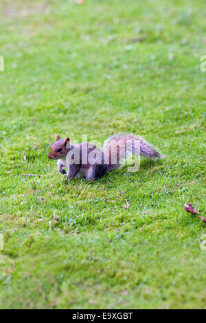 Graue Eichhörnchen (Scurius Carolinensis). Auf Boden unter gefallen Herbstlaub, etwa um Nahrung in Form von Eicheln und Mast begraben. Stockfoto