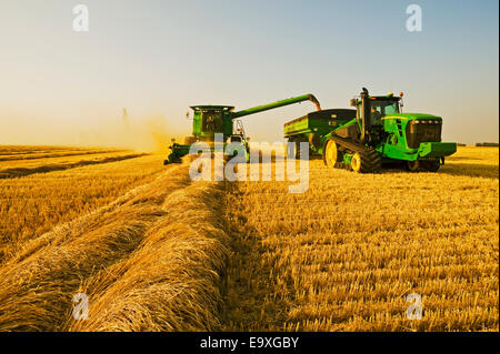Landwirtschaft - John Deere Mähdrescher, die Ernten gehüllt Frühling Weizen beim Entladen in eine Korn-Warenkorb Stockfoto