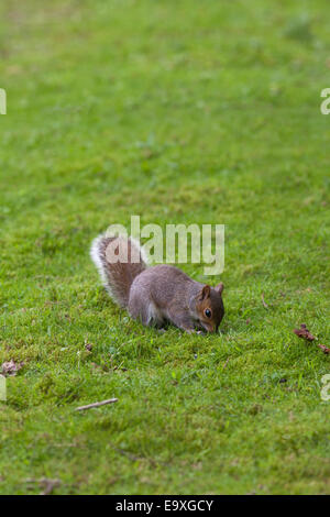 Graue Eichhörnchen (Scurius Carolinensis). Auf Boden, etwa um Nahrung in Form von Eicheln und Mast als Winter-Cache zu begraben. Oktober. Stockfoto