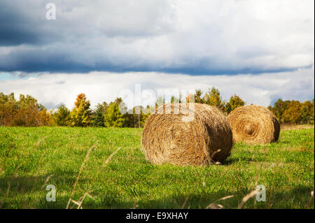 Garben von Heu in einem Feld liegen. Stockfoto