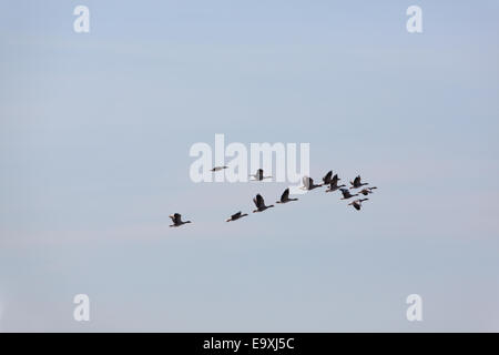 Pink-footed Gänse (Anser Brachyrhynchus). Kleine Knäuel ausziehen mit 'V' Bildung nimmt Gestalt an. Ansicht der Seite. Stockfoto