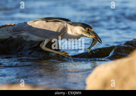 Schwarz-gekrönt-Nachtreiher (Nycticorax Nycticorax) mit Fisch Stockfoto