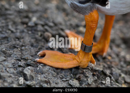 Weiß – Anser Gans (Anser Albifrons). Nahaufnahme des linken Beines, mit Metall-Legierung Kennzeichnung Ring oder Band. Stockfoto