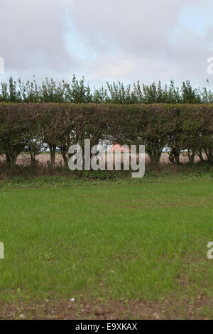 Absicherung der Weißdorn (Crataegus Monogyna). Gegründet Dorn Hecke aus kein hohes Alter als ein Feld Teiler und Wind Bremse gepflanzt. Stockfoto