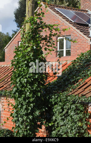 Efeu (Hedera Helix). Klettern und eine Stromleitung vertuschen unterstützen Post Links, breiten sich über Flachdachziegel Dach und blockiert, ein Abfluss Stockfoto