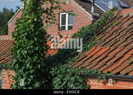 Efeu (Hedera Helix). Klettern und eine Stromleitung vertuschen unterstützen Post Links, breiten sich über Flachdachziegel Dach und blockiert, ein Abfluss Stockfoto