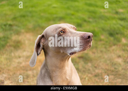 Weimaraner Stockfoto