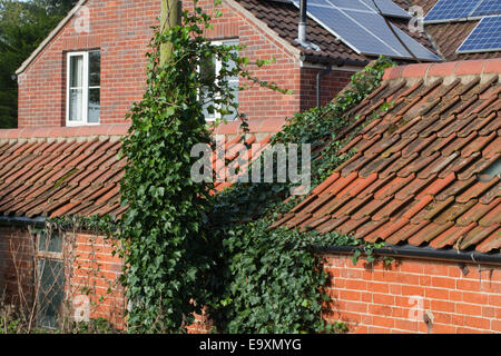 Efeu (Hedera Helix). Klettern und eine Stromleitung vertuschen unterstützen Post Links, breiten sich über Flachdachziegel Dach und Dachrinnen zu blockieren Stockfoto