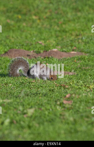 Graue Eichhörnchen (Scurius Carolinensis). Auf Boden, etwa um Nahrung in Form von Eicheln und Mast als Winter-Cache zu begraben. Oktober. Stockfoto