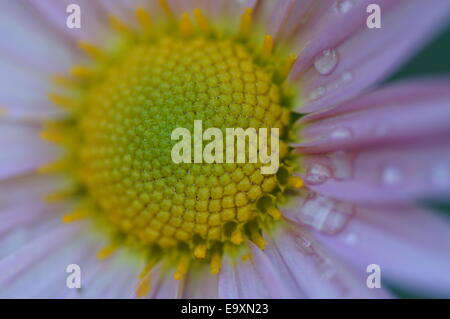 Chrysantheme Rubellum Blumen Mary Stoker in nassem Wetter Stockfoto