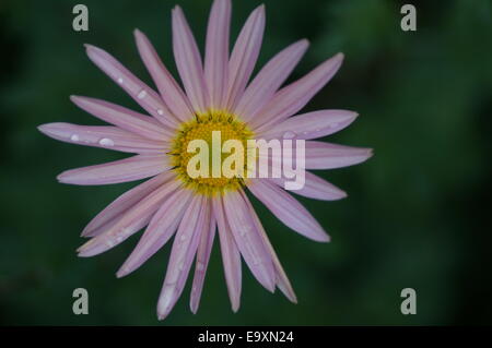Chrysantheme Rubellum Blumen Mary Stoker in nassem Wetter Stockfoto