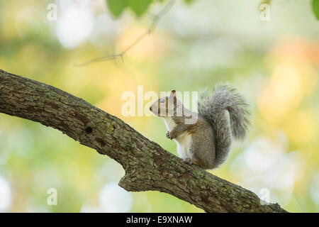 Amerikanische Grauhörnchen in Herbst Licht Stockfoto