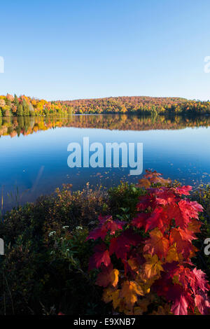 Spektakuläre, bunten Herbst Landschaft in Mont-Tremblant Nationalpark-Kanada. Stockfoto