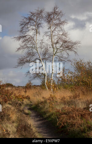 Silver Birch im Herbst Stockfoto