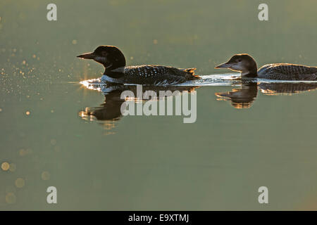 Gemeinsamen Loon (Gavia Immer) Familie im Herbst Licht, Stockfoto