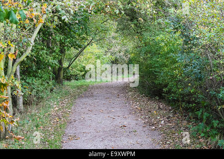 Ein Kiesweg führt durch Bäume im Waldgebiet Stockfoto