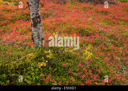 Autumnal colors of nature Stockfoto