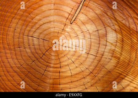 Viele Jahresringe an einem Baumstamm. Alter eines Baumes im Wald. Stockfoto