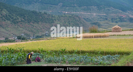 Bauer arbeiten im pflanzlichen Bereich, Punakha Bezirk, Bhutan Stockfoto