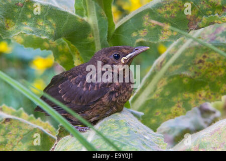 Amsel (Turdus Merula), junge, Tirol, Österreich Stockfoto