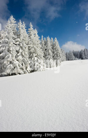 Verschneite Tannen, Thurner, Sankt Märgen, Schwarzwald, Baden-Württemberg, Deutschland Stockfoto