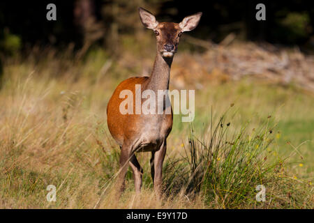 Rothirsch (Cervus Elaphus), Hind, Thüringer Wald, Thüringen, Deutschland Stockfoto