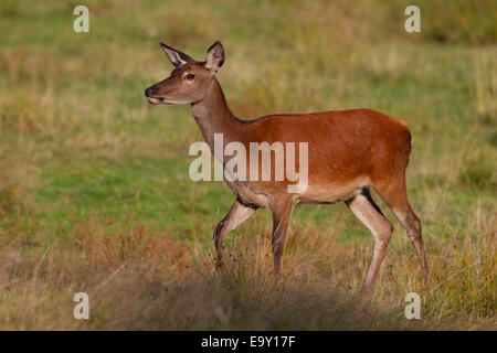 Rothirsch (Cervus Elaphus), Hind, Thüringer Wald, Thüringen, Deutschland Stockfoto