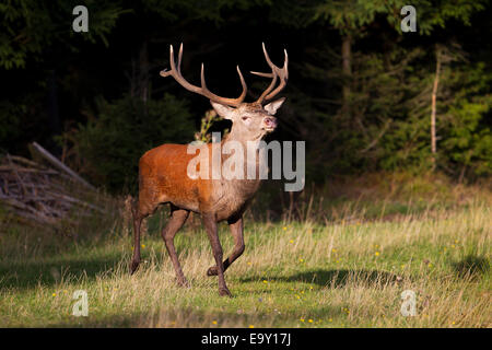 Rothirsch (Cervus Elaphus), Thüringer Wald, Thüringen, Deutschland Stockfoto