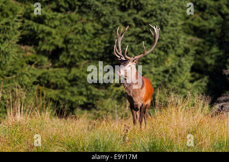 Rothirsch (Cervus Elaphus), Thüringer Wald, Thüringen, Deutschland Stockfoto