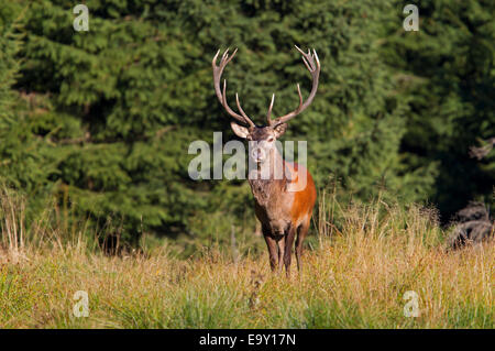 Rothirsch (Cervus Elaphus), Thüringer Wald, Thüringen, Deutschland Stockfoto